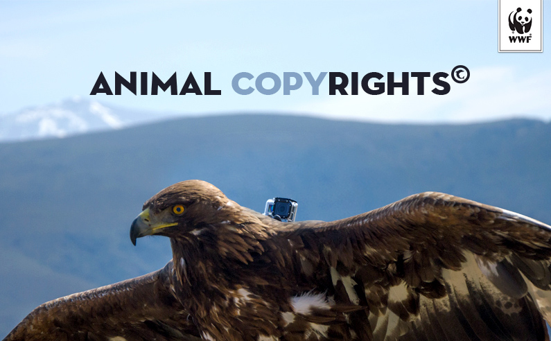 Animal Copyright